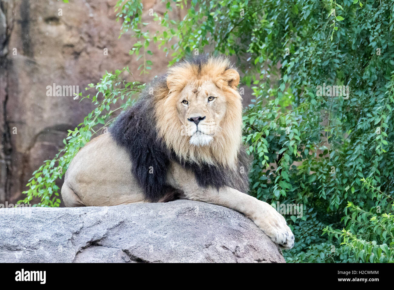 Lion su una roccia Vista laterale Foto Stock