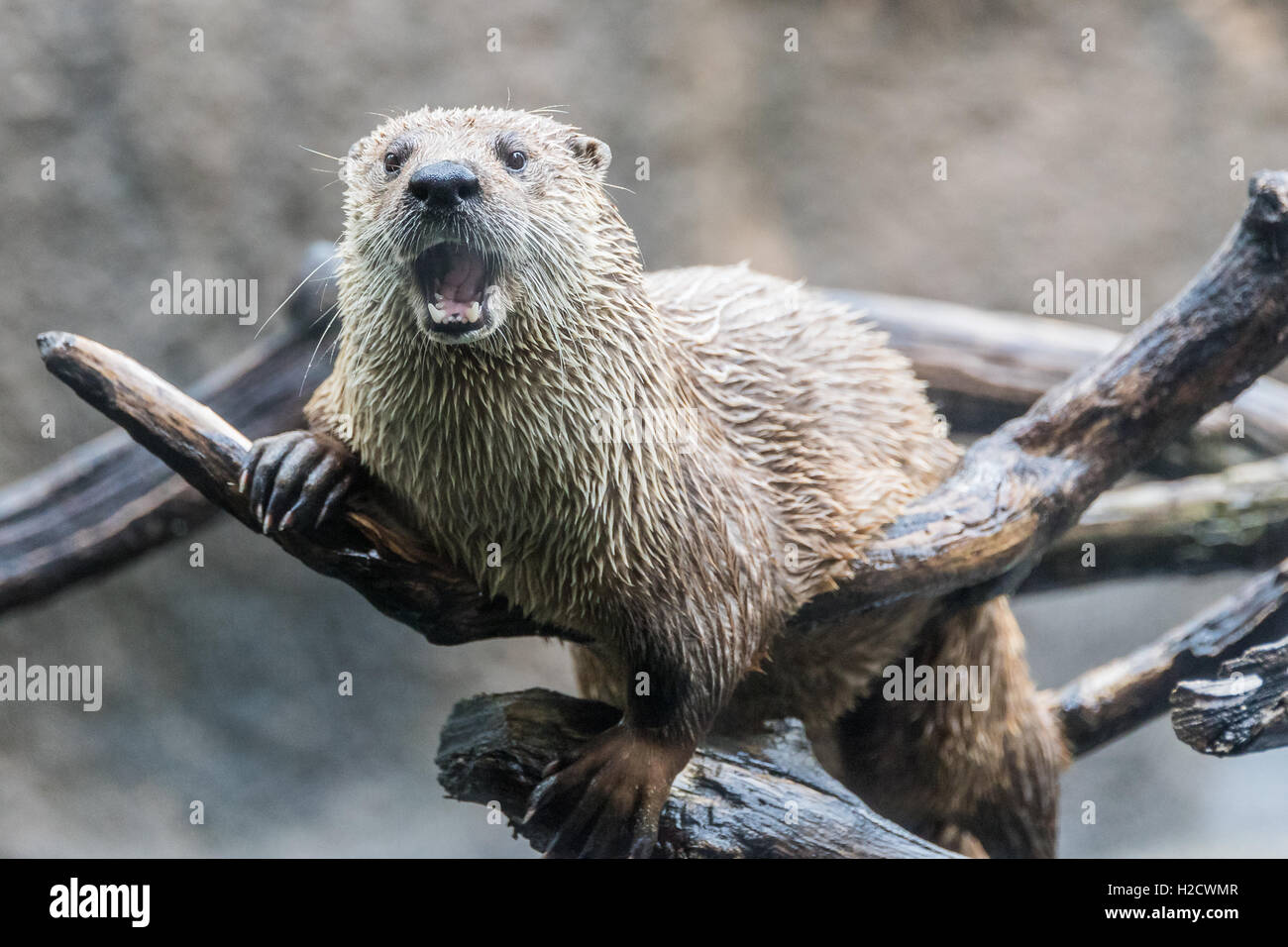 Otter seduto su un ramo fuori dall'acqua. Foto Stock