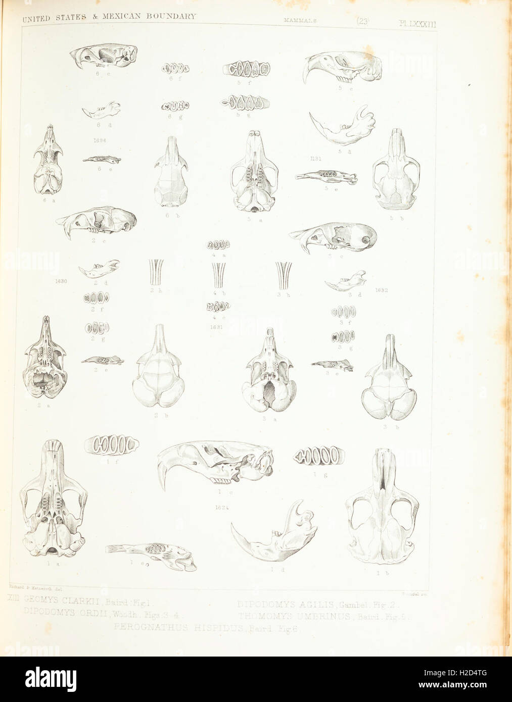 Mammiferi del Nord America; la descrizione delle specie basato principalmente sulle collezioni del museo dello Smithsonian Institution (piastra LXXXIII) Foto Stock