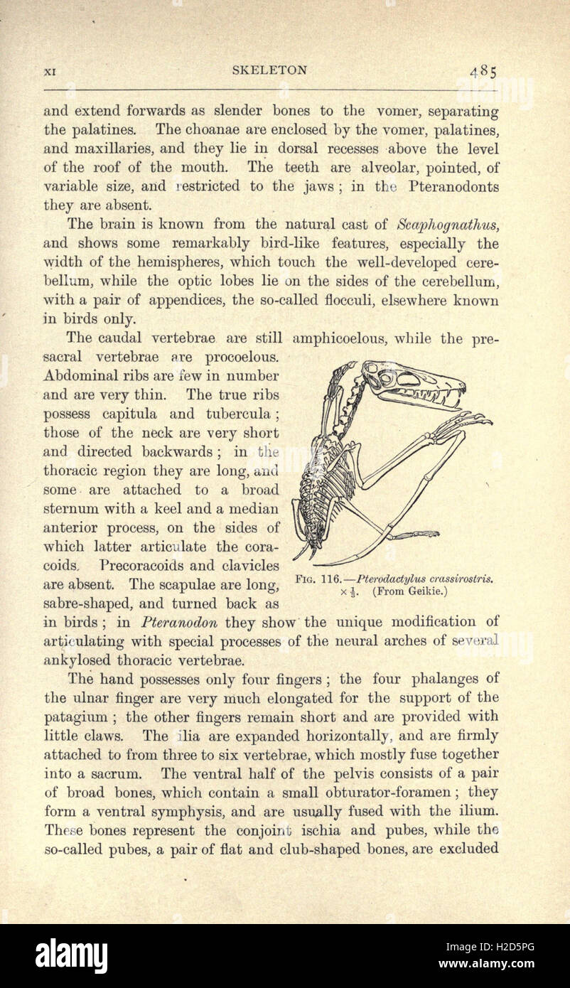 Anfibi e rettili (pagina 485, Fig. 116) Foto Stock