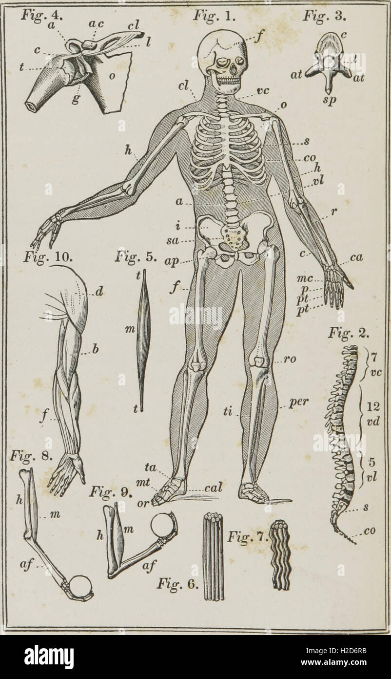 Fisiologia e meccanismo di animali - primo libro di storia naturale, preparati ad uso di scuole e università (1841) (1 Foto Stock