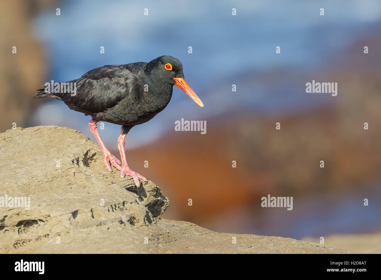 Nero Africa oystercatcher su una roccia pulita, con oceano sfocata e rocce nel pulire lo sfondo. Foto Stock