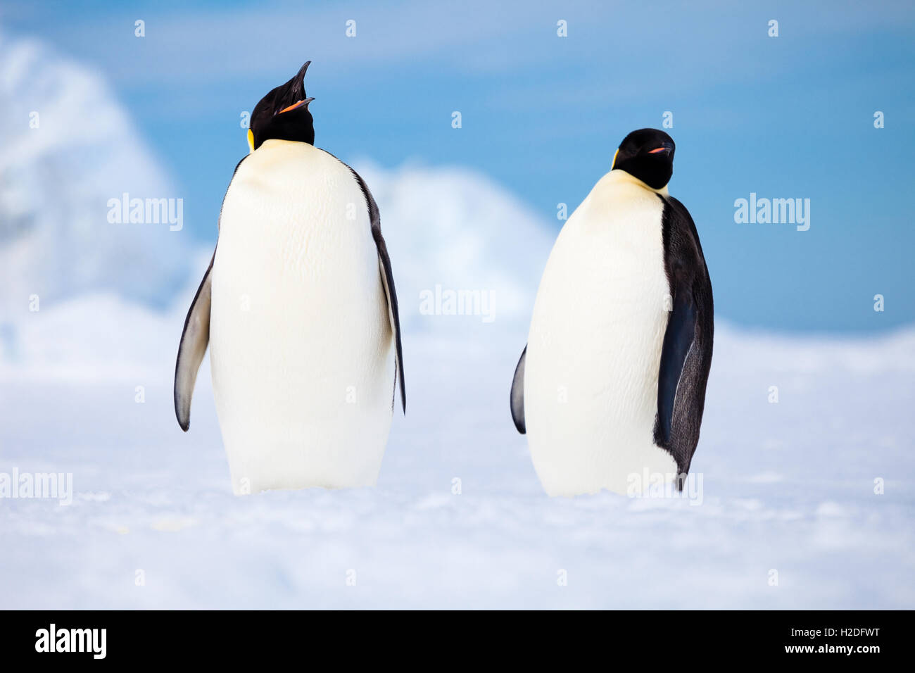 Due pinguini imperatore appendere fuori su un ripiano di ghiaccio, costiere Antartide Foto Stock