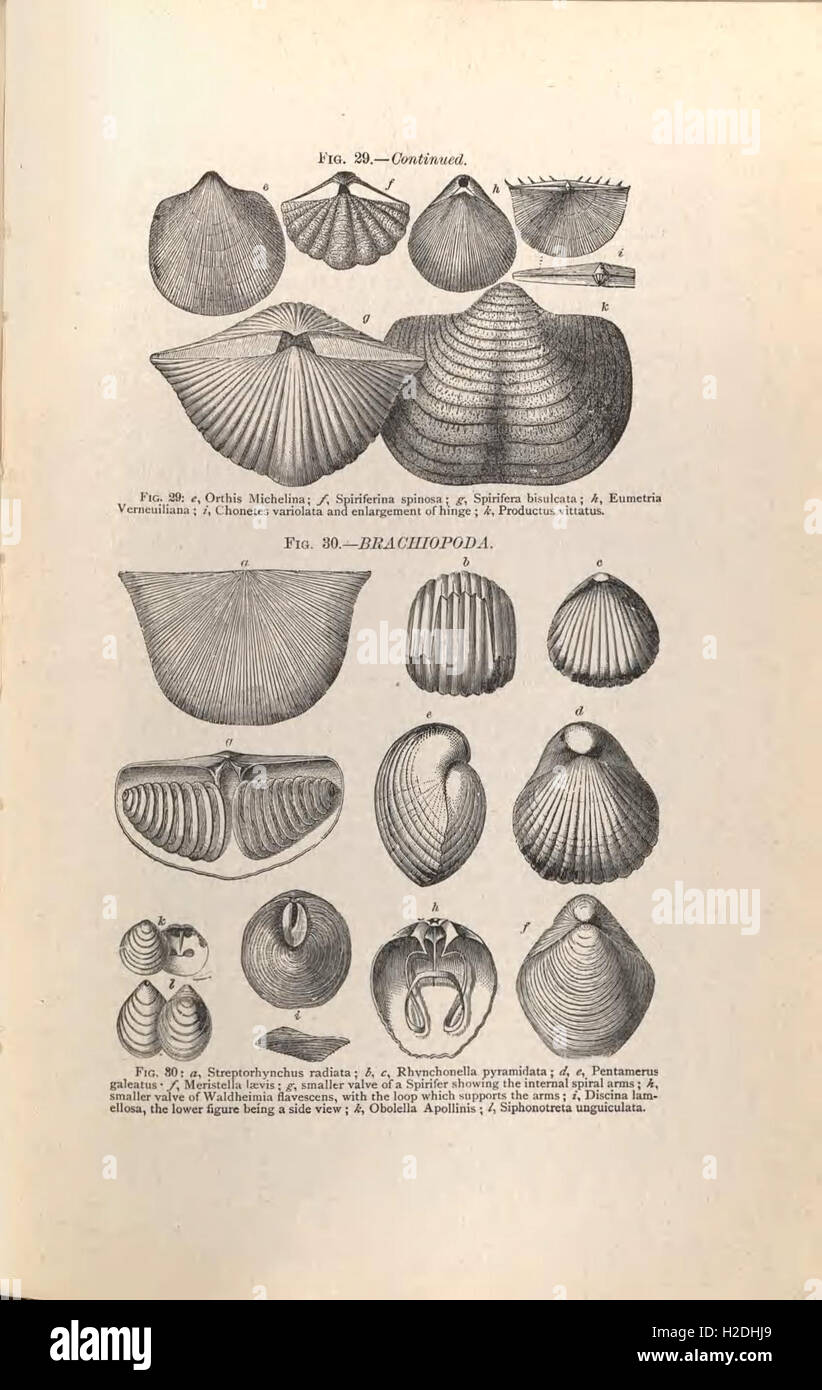 Questa guida fornisce ai visitatori informazioni sulle collezioni geologiche e paleontologiche presso l'American Museum of Natural History di New York. Presenta mostre significative che mostrano fossili, minerali e campioni geologici. Foto Stock