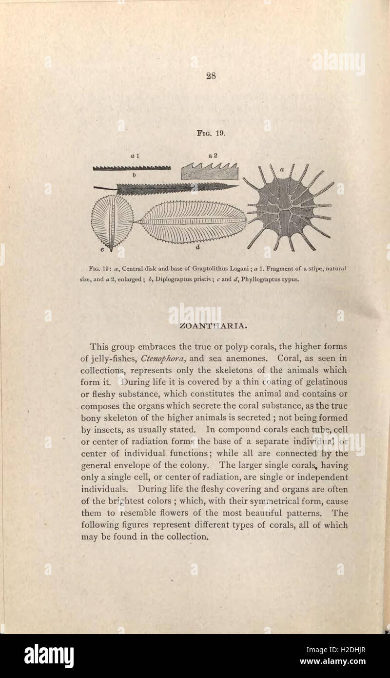 Una guida alle mostre geologiche e paleontologiche presso l'American Museum of Natural History di New York. Foto Stock
