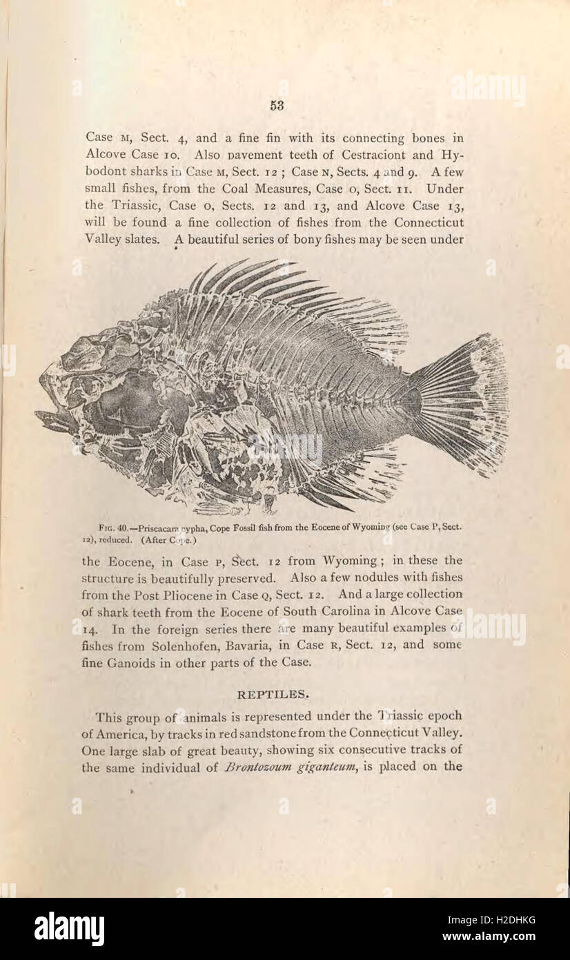 Questa guida fornisce una panoramica delle collezioni geologiche e paleontologiche ospitate all'interno del Museo americano di storia naturale, offrendo approfondimenti sulle mostre significative del museo e sull'importanza scientifica. Foto Stock