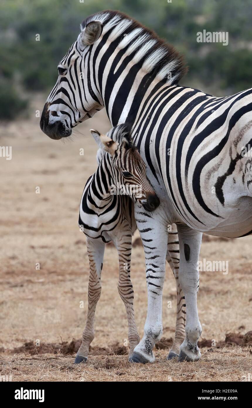Baby Zebra e madre Foto Stock