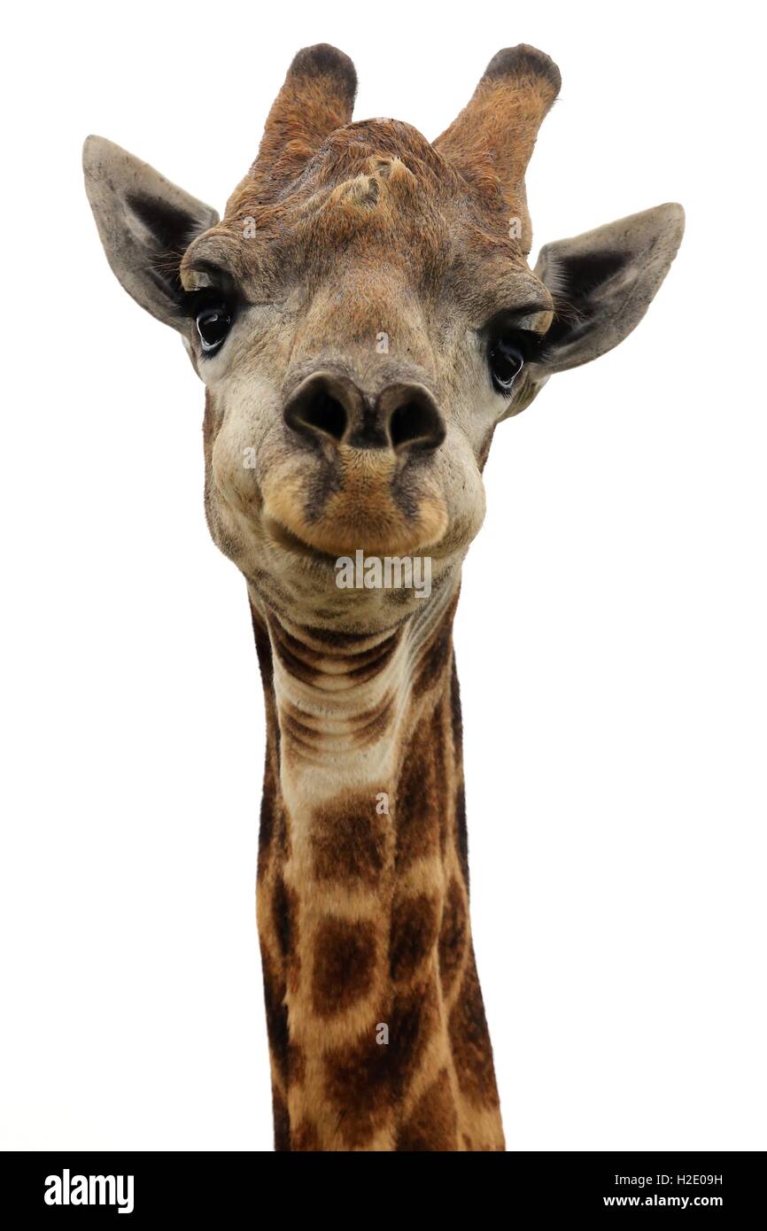 Giraffe - isolato Foto Stock