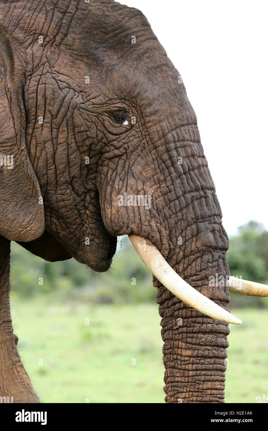 Elefante africano profilo Foto Stock