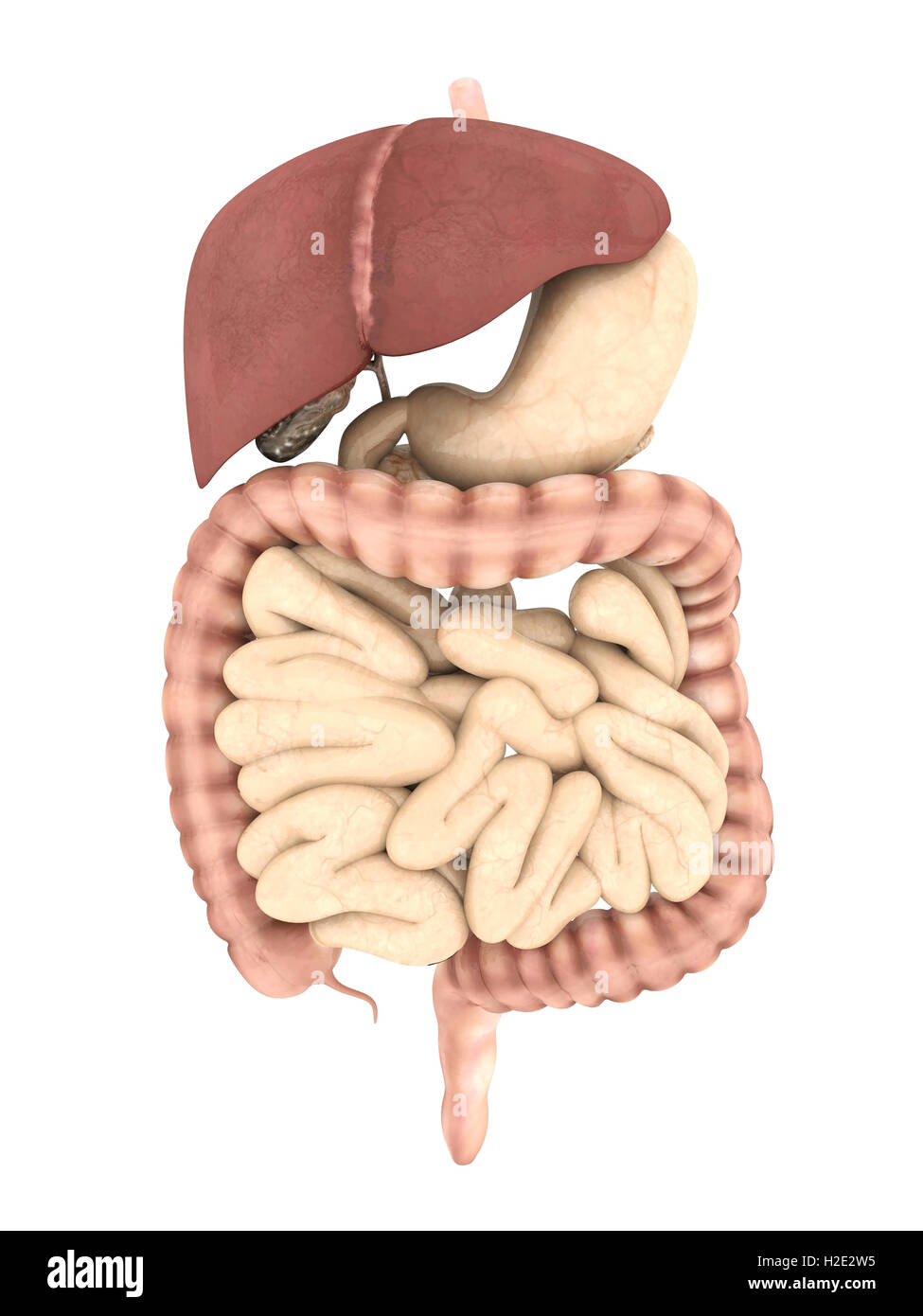 Modello del sistema digestivo Foto Stock
