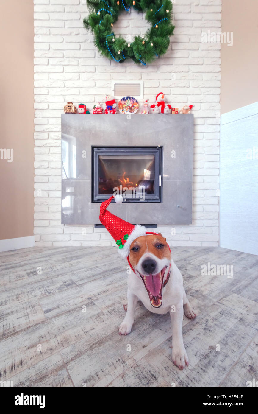 Sleeping jack russel close up Foto Stock