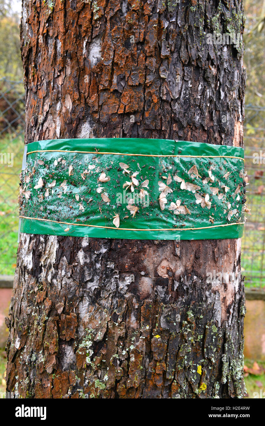 Carta adesiva ring utilizzato per impedire che gli insetti parassiti da salire in un albero da frutta. Germania Foto Stock