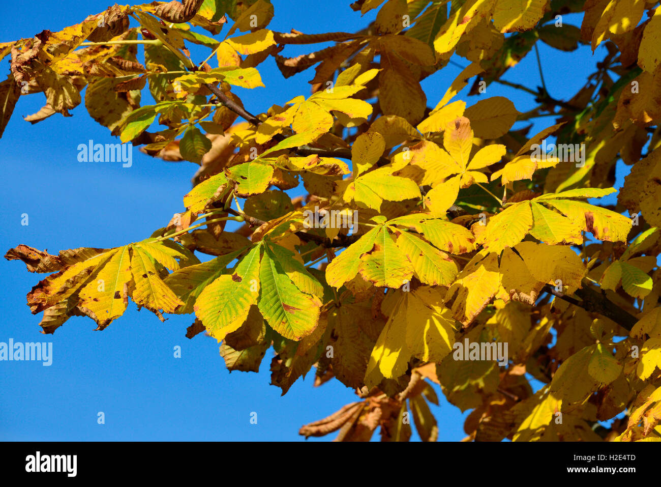 Ippocastano (Aesculus hippocastanum), foglie di autunno. Germania Foto Stock