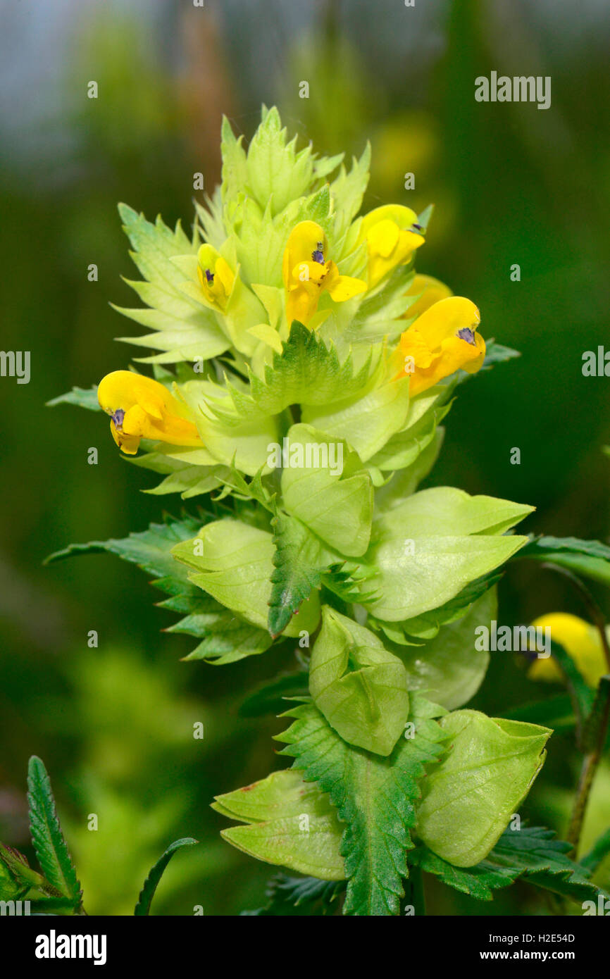 Maggiore giallo-battito (Rhinanthus angustifolius, Rhinanthus serotinus), levetta di fioritura. Germania Foto Stock