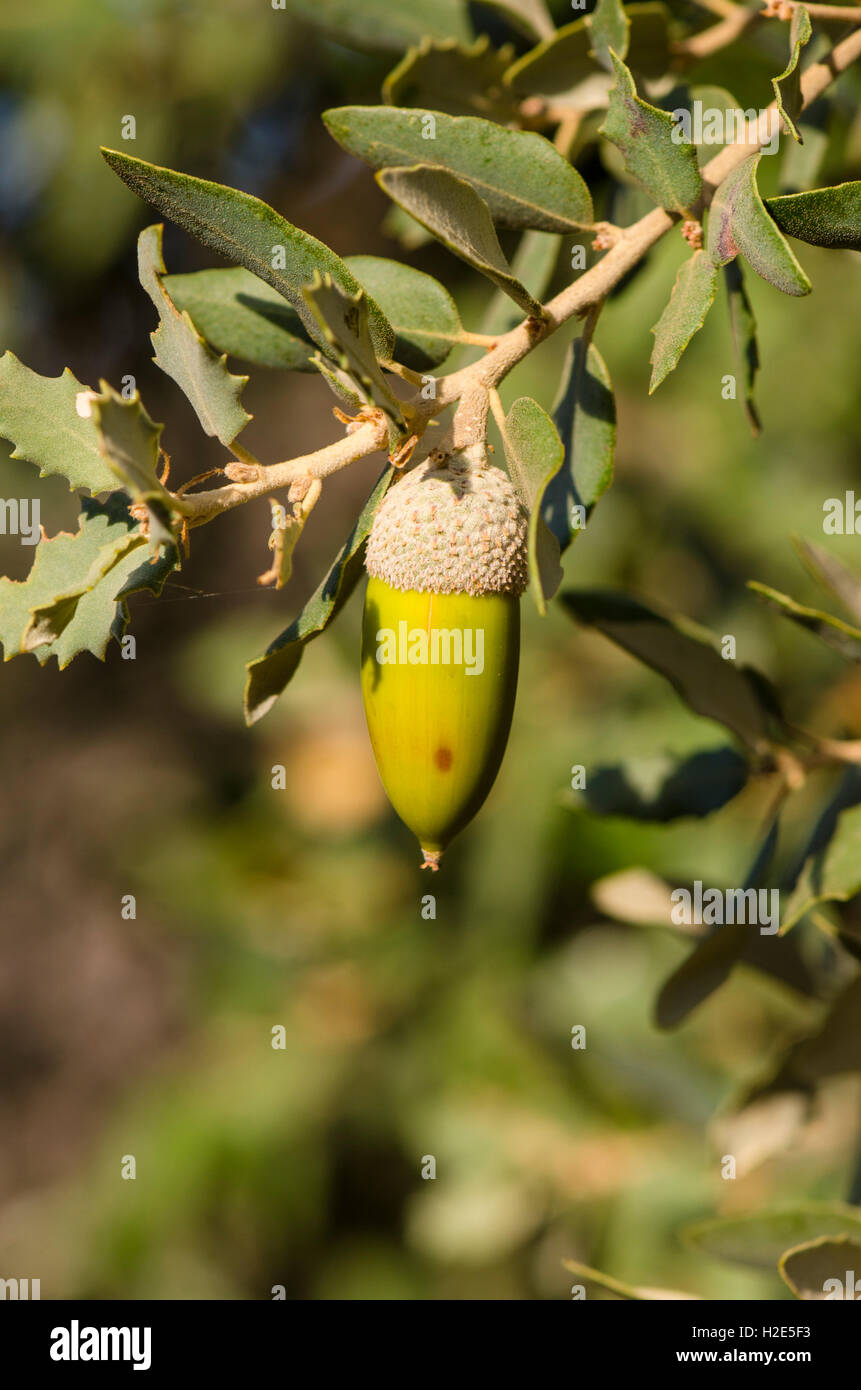 Acorn di lecci, Quercus ilex subs rotundifolia ballota, Andalusia, Spagna. Foto Stock