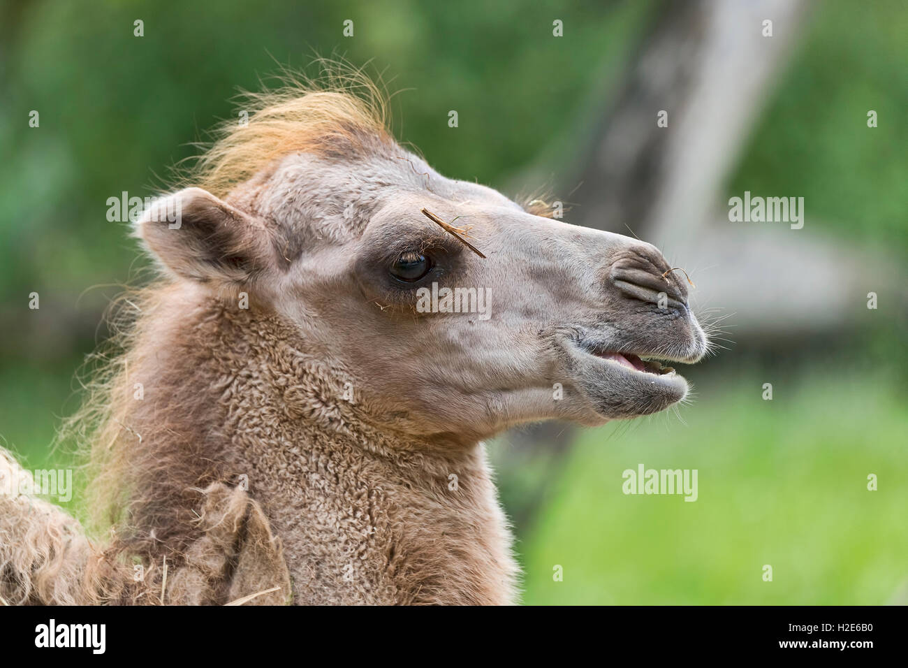 Wild Bactrian camel (Camelus ferus), capretti, ritratto, captive Foto Stock