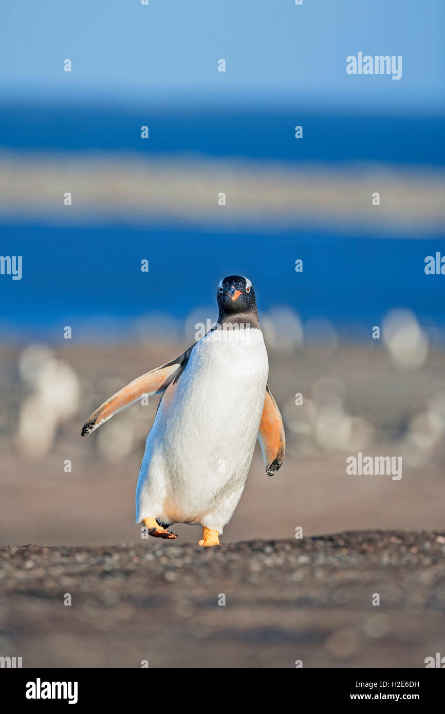 I pinguini di Gentoo (Pygoscelis papua papua) passeggiate, Sea Lion Island, Isole Falkland, Sud Atlantico Foto Stock