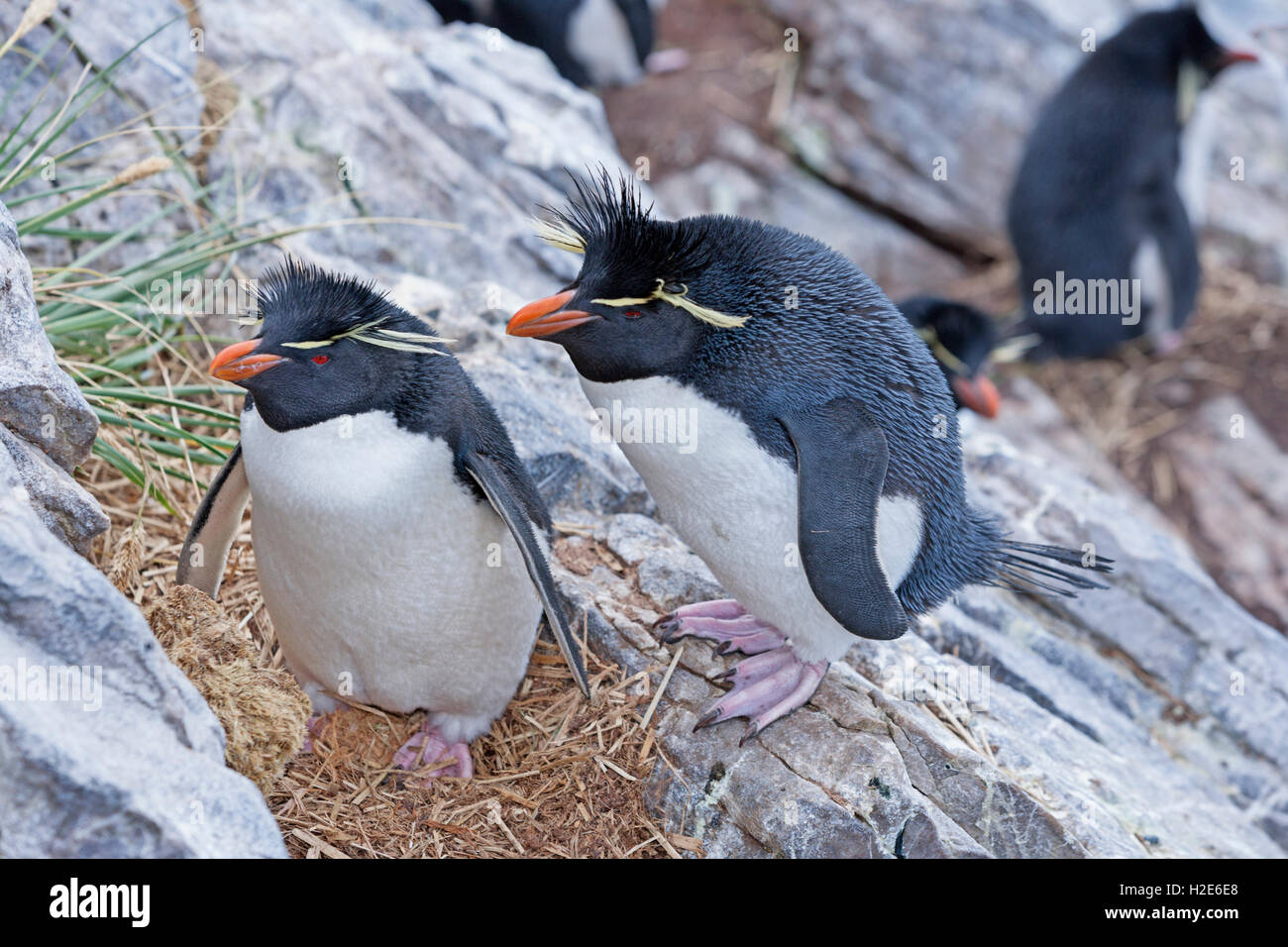 Pinguini saltaroccia (eudyptes chrysocome) sulle rocce, Isole Falkland, Sud Atlantico Foto Stock