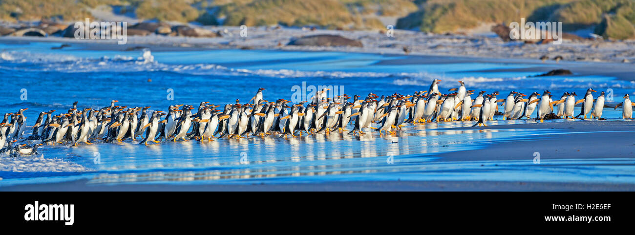 I pinguini di Gentoo (Pygoscelis papua papua) uscire dall'acqua, Isole Falkland, Sud Atlantico Foto Stock