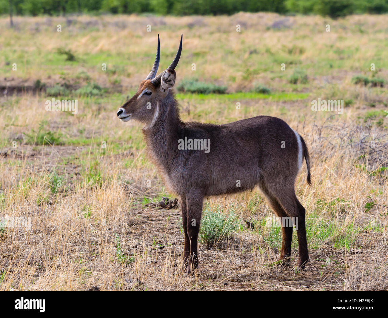 Waterbuck (Kobus ellipsiprymnus), i capretti Ongaya Game Reserve, Outja, Namibia Foto Stock