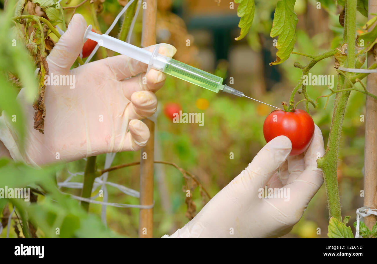 Iniezione nel pomodoro rosso in serra Foto Stock
