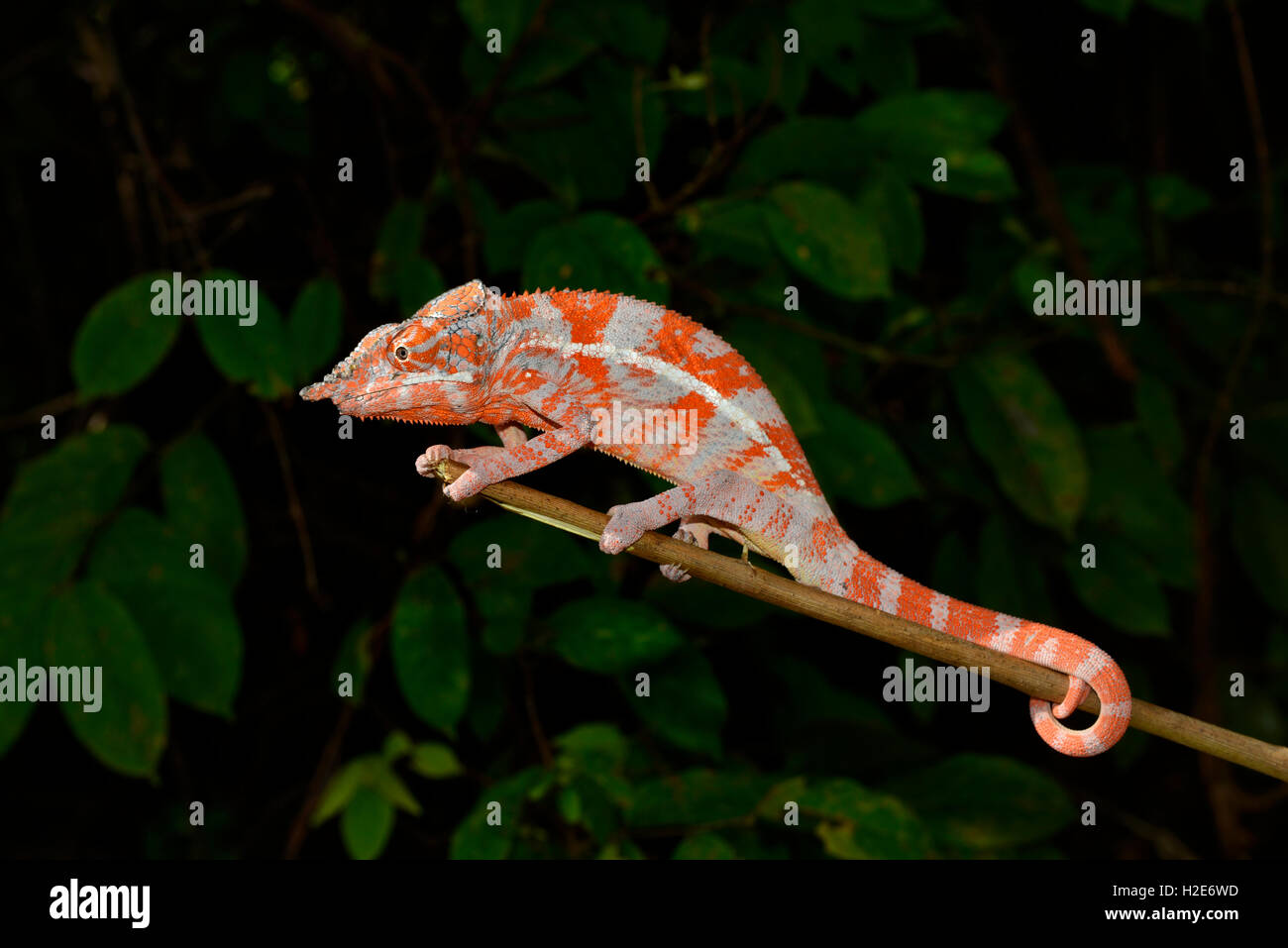 Angelo chameleon (Furcifer angeli), foresta secca, northwestern Madagascar Foto Stock