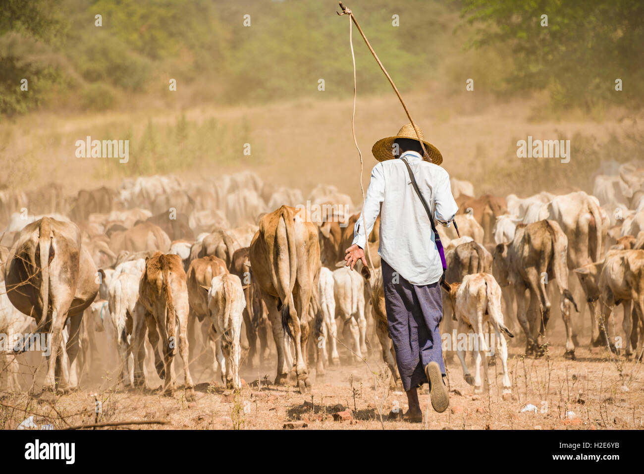 Bovini drover, contadino con allevamento di mucche, Bagan, Mandalay Division, Myanmar Foto Stock