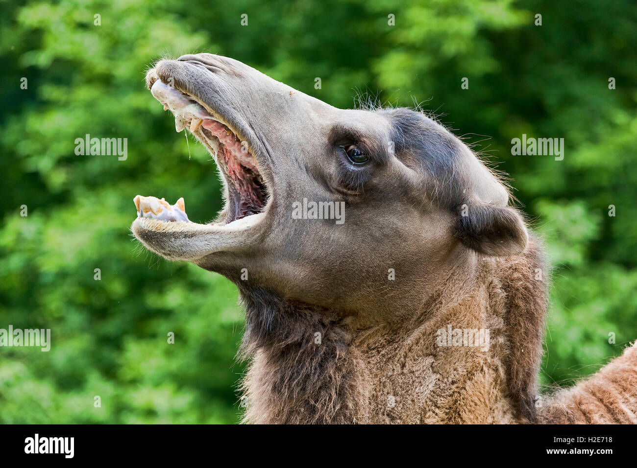Wild Bactrian camel (Camelus ferus) con bocca aperta, captive Foto Stock