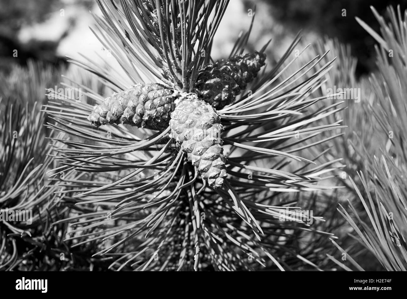Di Pino silvestre (Pinus sylvestris) albero con pigne, UK. Foto Stock