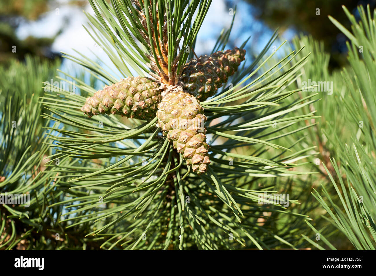 Di Pino silvestre (Pinus sylvestris) albero con pigne, UK. Foto Stock