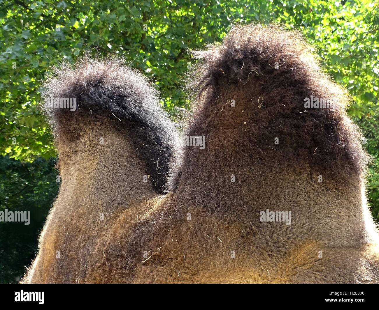Le due gobbe di cammello foto: 20/08/2016 lat. Camelus bactrianus | Utilizzo di tutto il mondo Foto Stock
