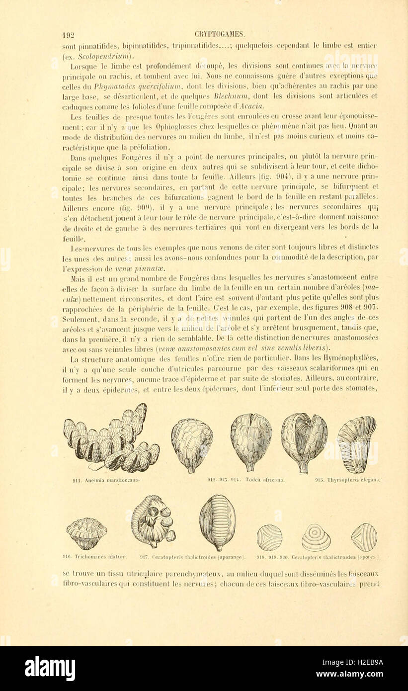 Un lavoro botanico si concentrò sulle piante criptogamiche, esplorando le famiglie naturali delle piante inferiori, come muschi, licheni e funghi, con descrizioni e classificazioni dettagliate. Foto Stock
