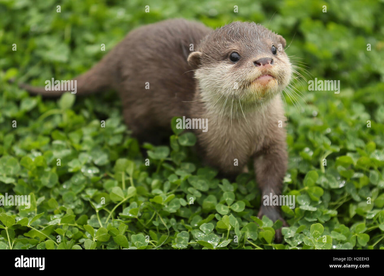 Koji, un 12-week-old Asian breve artigliato otter pup, chi è stato allevato a mano a Woburn Safari Park, dopo i detentori notato il cucciolo non procedono così come il resto della cucciolata di cinque. Foto Stock
