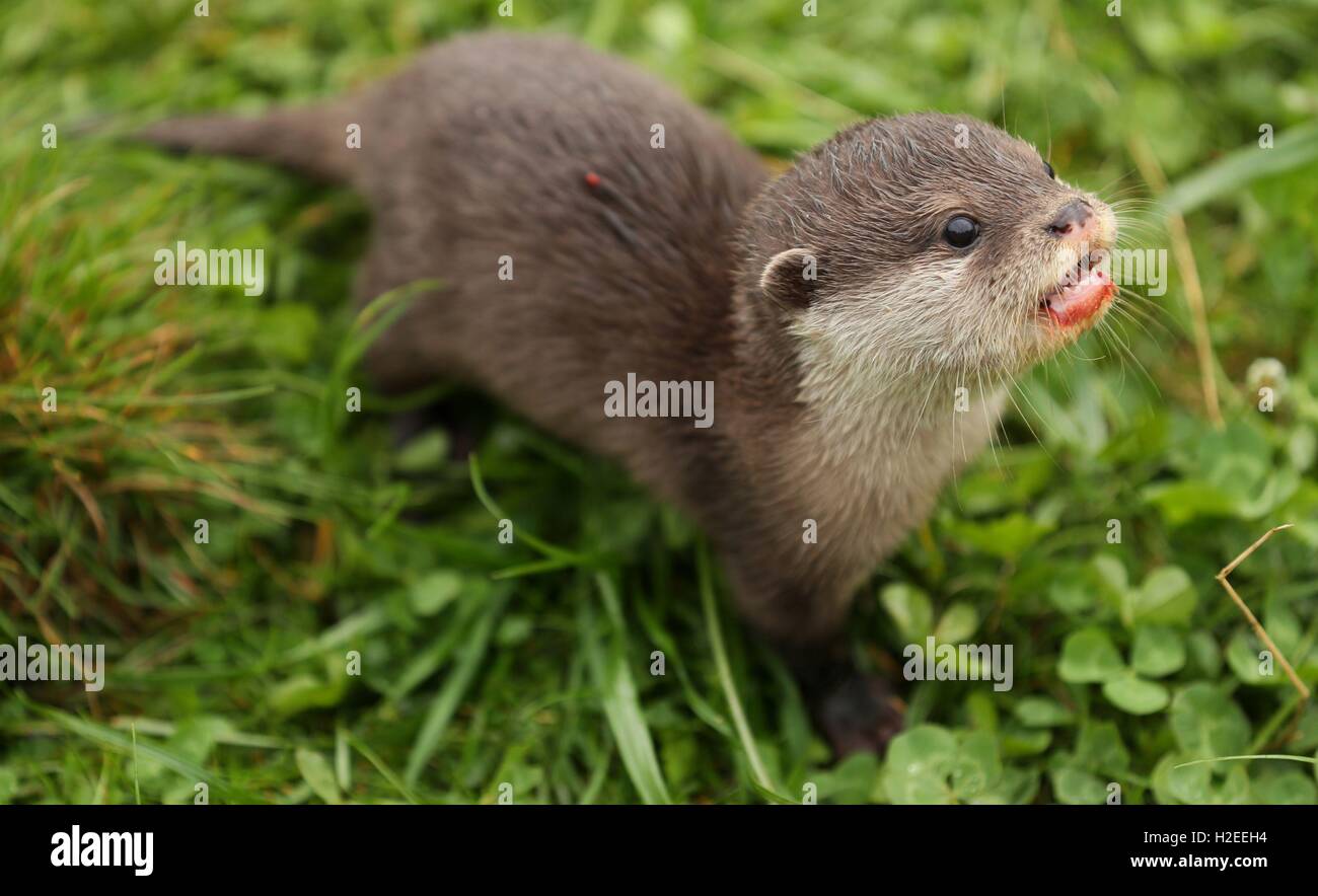 Koji, un 12-week-old Asian breve artigliato otter pup, chi è stato allevato a mano a Woburn Safari Park, dopo i detentori notato il cucciolo non procedono così come il resto della cucciolata di cinque. Foto Stock