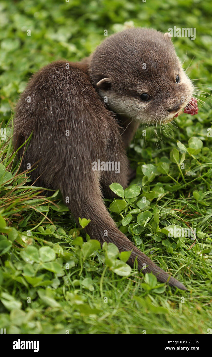 Koji, un 12-week-old Asian breve artigliato otter pup, chi è stato allevato a mano a Woburn Safari Park, dopo i detentori notato il cucciolo non procedono così come il resto della cucciolata di cinque. Foto Stock
