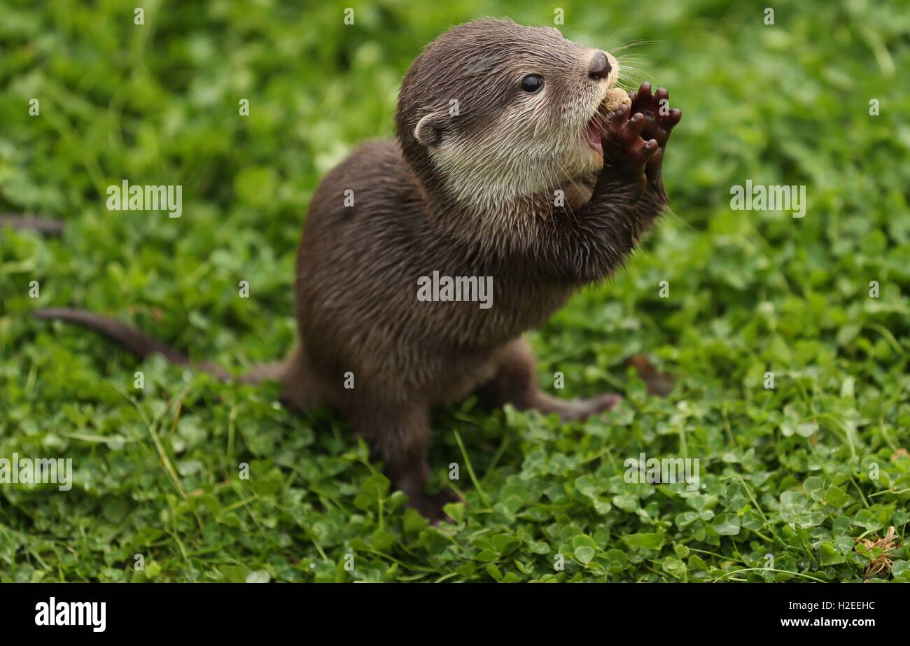 Koji, un 12-week-old Asian breve artigliato otter pup, chi è stato allevato a mano a Woburn Safari Park, dopo i detentori notato il cucciolo non procedono così come il resto della cucciolata di cinque. Foto Stock
