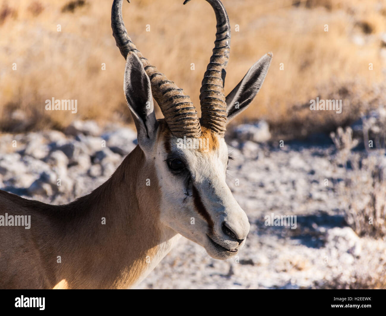 Springbok nel Parco Nazionale Etosha, Namibia Foto Stock