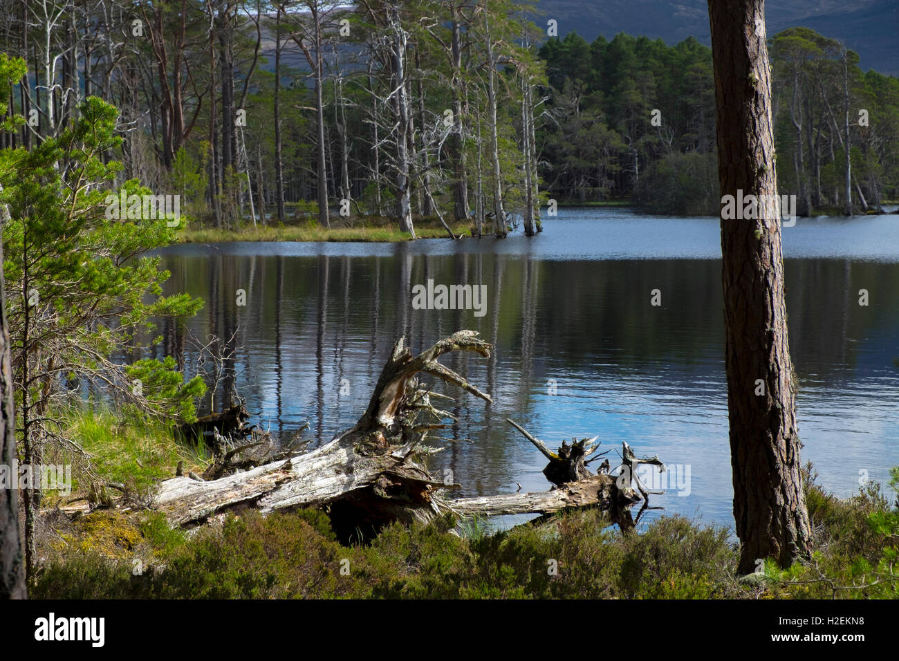 Loch Mallachie, Abernethy Riserva Naturale, Cairngorm National Park, Highlands, Scotland, Regno Unito Foto Stock