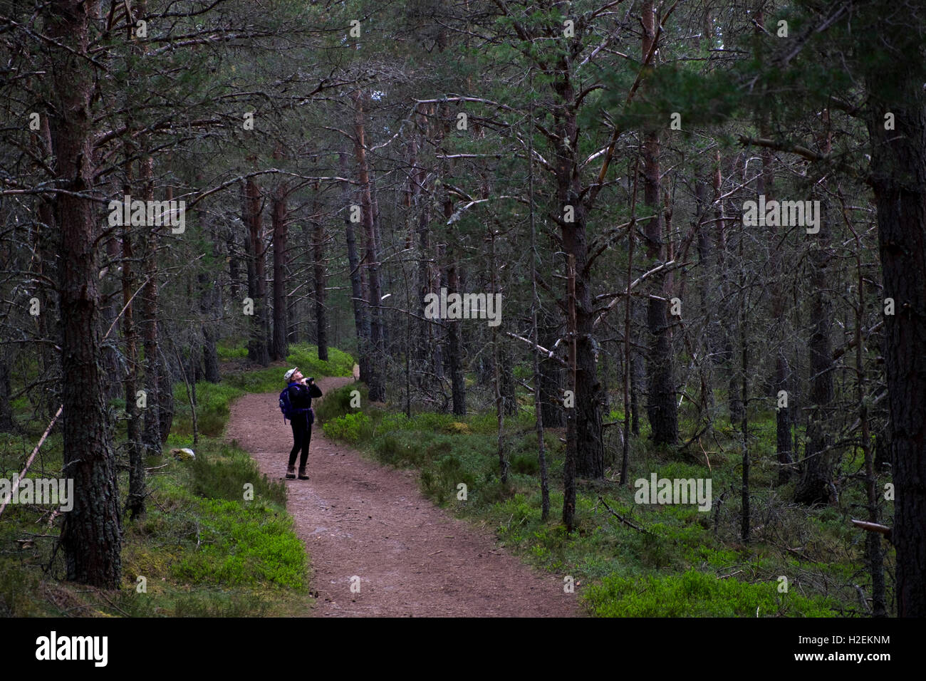 Birdwatching in Abernethy Riserva Naturale, Cairngorm National Park, Highlands, Scotland, Regno Unito Foto Stock