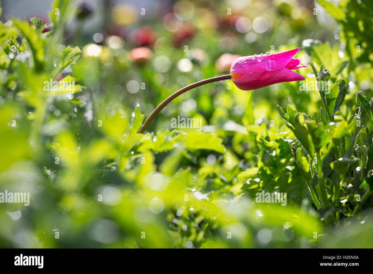 In prossimità di un piccolo fiore rosa amon g verde fogliame. Foto Stock