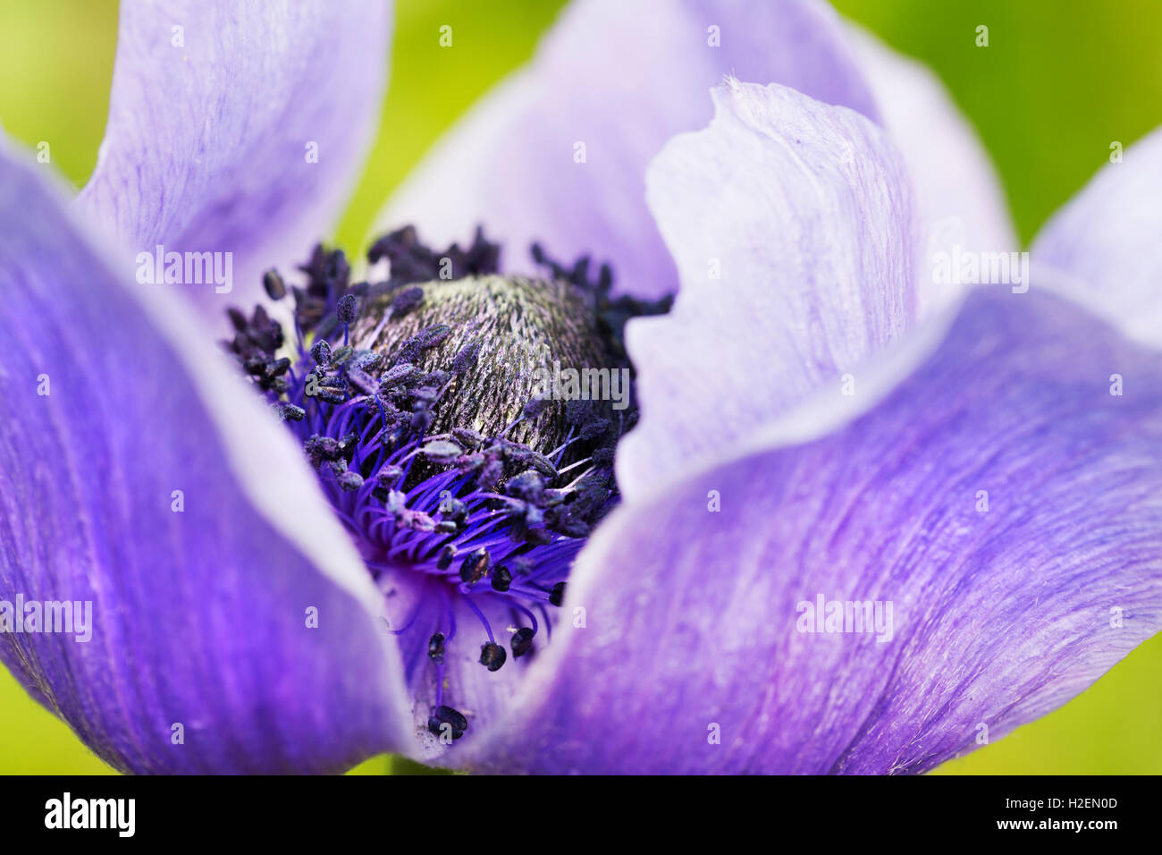 Un fiore con petali viola e stami. Foto Stock