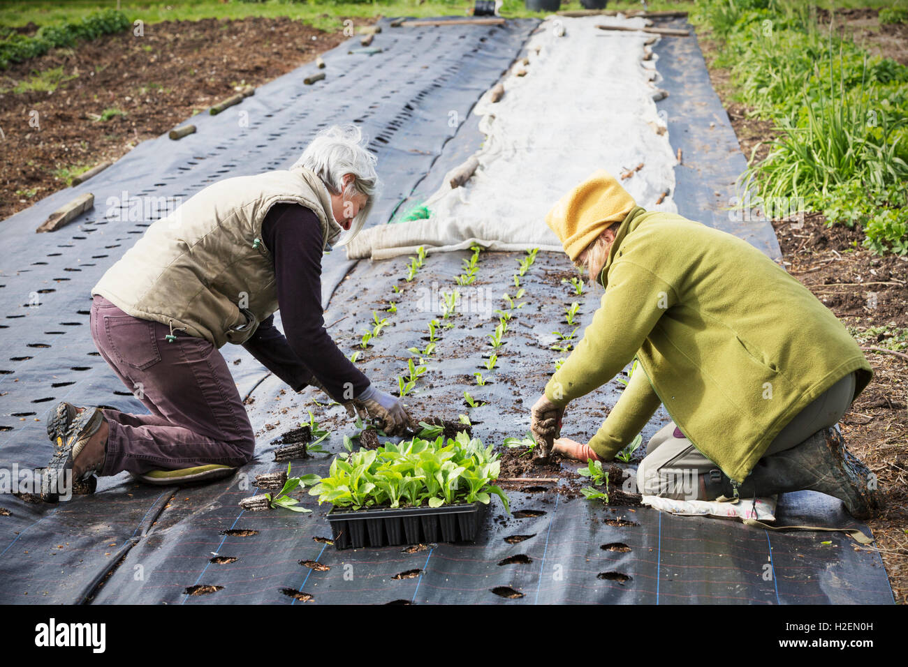 Due persone in ginocchio la piantagione fuori il tappo piccolo impianto piantine nel suolo, Foto Stock