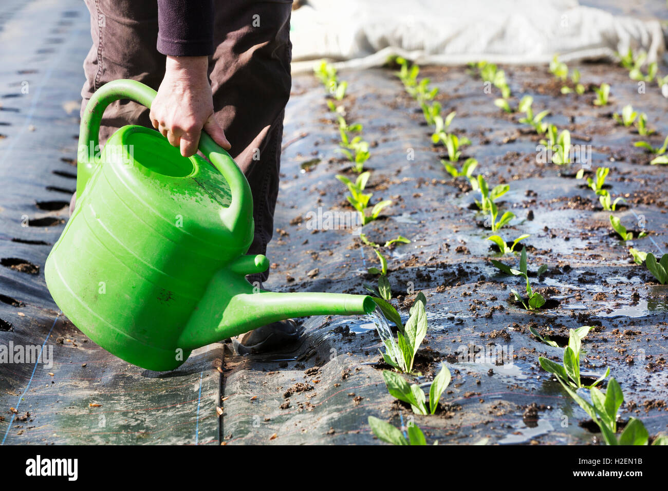 Una persona piccola irrigazione piantine. Foto Stock