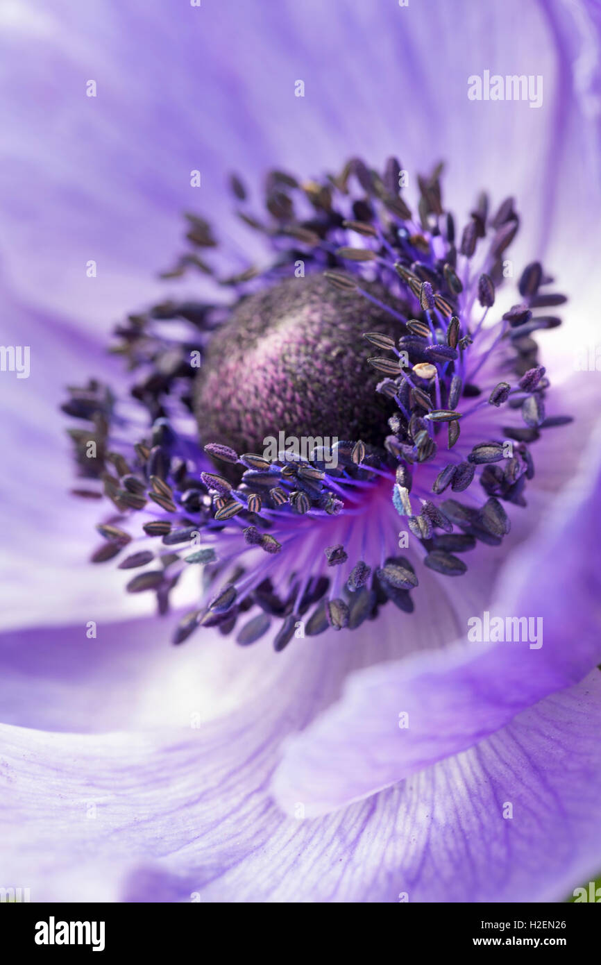 Il centro e stami di un fiore di colore viola. Foto Stock