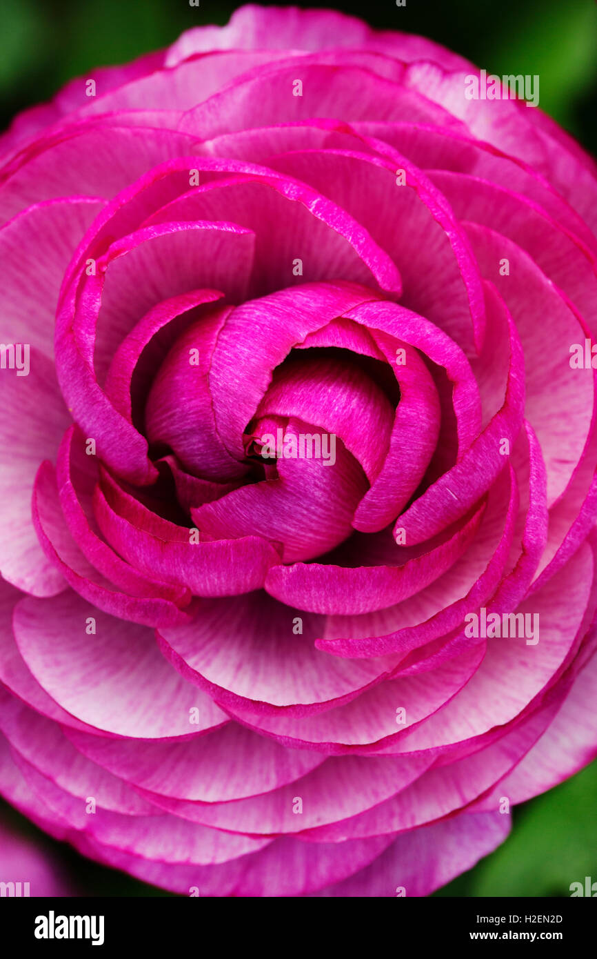 Primo piano di una rosa fiore, arrotolata petali di rosa. Foto Stock