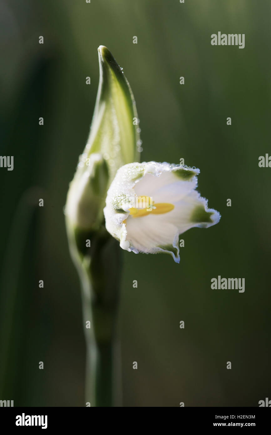 Piccolo fiore bianco su un gambo verde. Snowdrop. Foto Stock