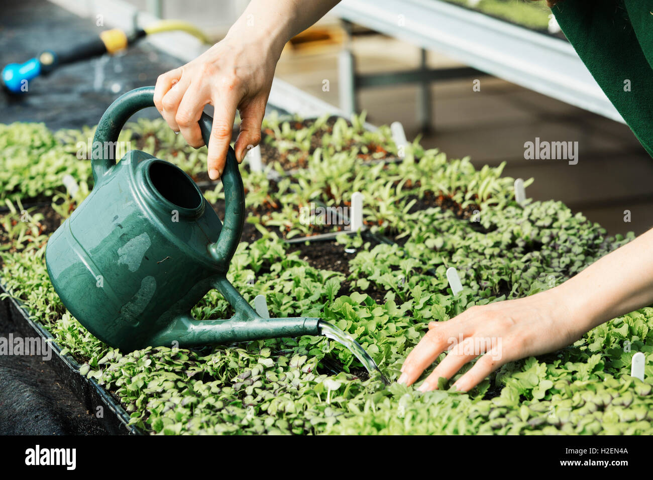 Micro foglie commestibili, insalata di foglie di piante di essere innaffiata a mano. Foto Stock Micro foglie commestibili, insalata di foglie di piante di essere innaffiata a mano. Foto Stock