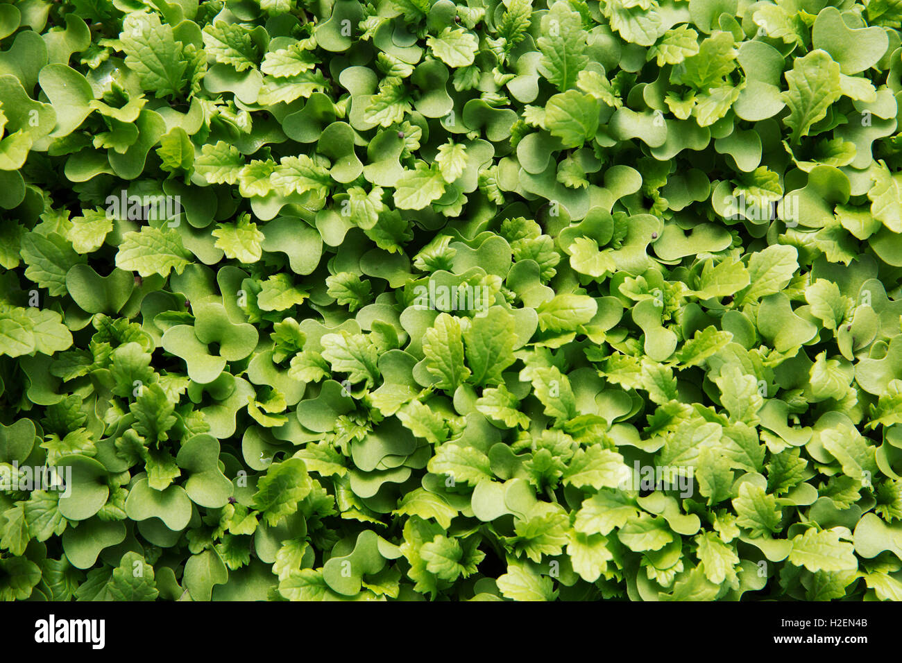 Piccole foglie di insalata, micro lascia crescere. Vista da sopra. Foto Stock