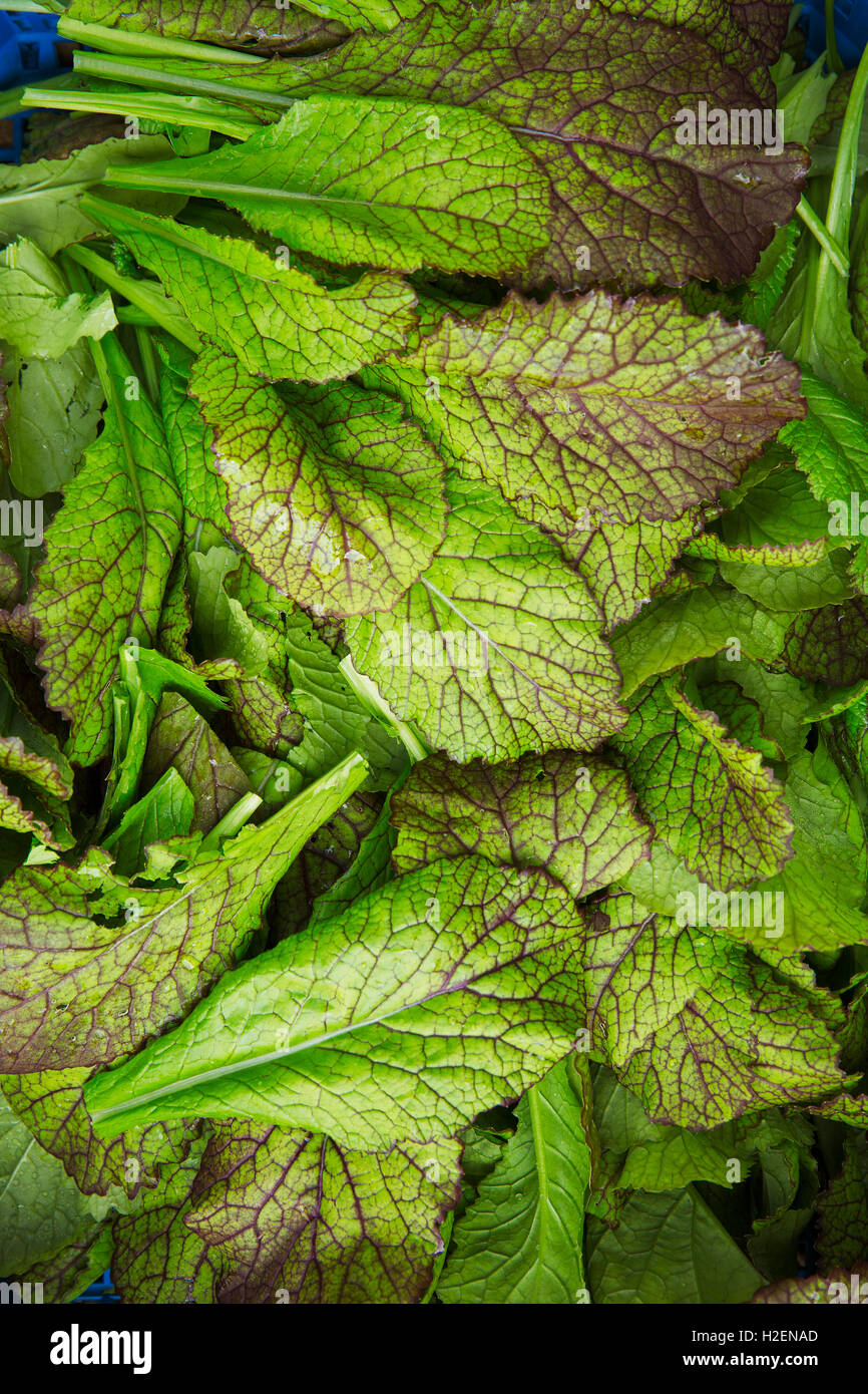 Un mucchio di foglie fresche, foglie commestibili per la cucina. Foto Stock
