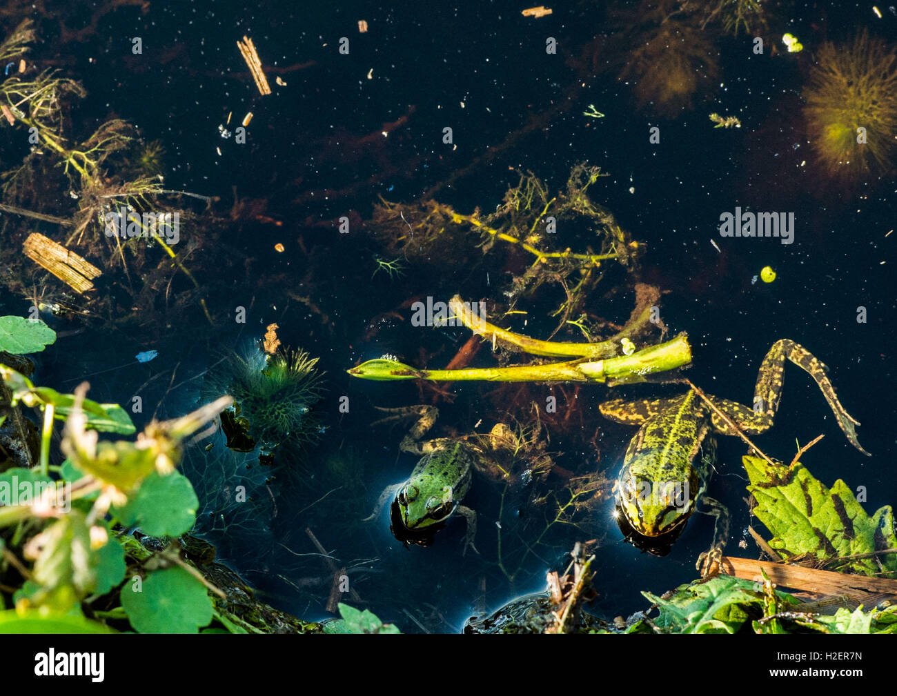 Hille, Germania. Xxv Sep, 2016. Due moor rane in un colore verde seduto in uno stagno a 'Grosses Torfmoor' (lit. "Big Turf Moor') vicino a Hille, Germania, 25 settembre 2016. Foto: LINO MIRGELER/dpa/Alamy Live News Foto Stock